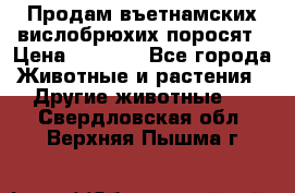 Продам въетнамских вислобрюхих поросят › Цена ­ 2 500 - Все города Животные и растения » Другие животные   . Свердловская обл.,Верхняя Пышма г.